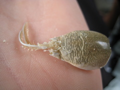 Emerita analoga