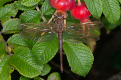 Aeshna grandis