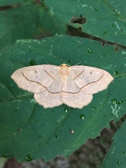 Lambdina fiscellaria