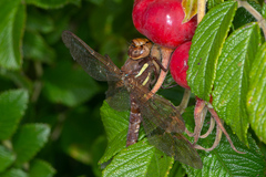 Aeshna grandis