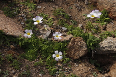Oxalis obtusa