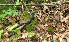 Zamenis longissimus