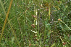 Epipactis gigantea