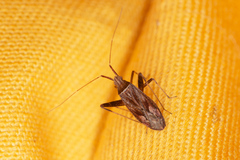Phytocoris