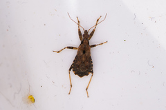 Himacerus mirmicoides