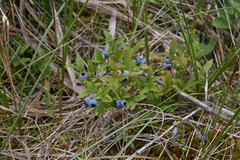 Vaccinium cespitosum