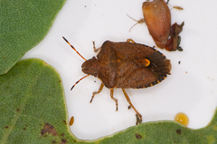 Peribalus strictus vernalis
