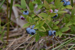 Vaccinium cespitosum