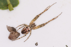 Metellina segmentata