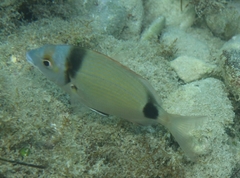 Diplodus vulgaris