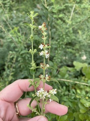 Ligustrum quihoui