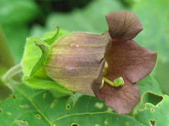 Atropa belladonna