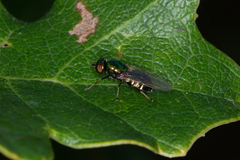 Microchrysa