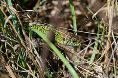 Lacerta agilis
