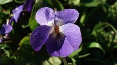 Viola