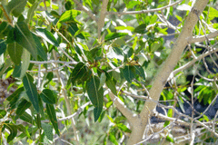 Populus angustifolia