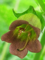 Atropa belladonna
