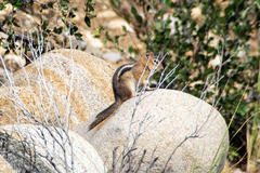Callospermophilus lateralis