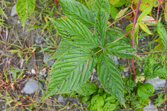 Rubus canadensis