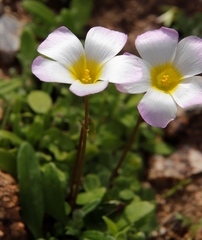 Oxalis obtusa