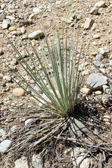 Yucca glauca