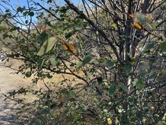 Amelanchier alnifolia