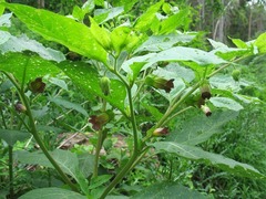 Atropa belladonna