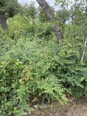 Ligustrum quihoui