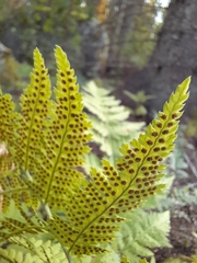 Dryopteris carthusiana