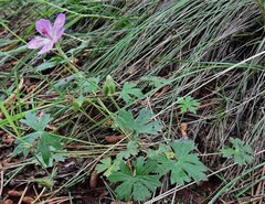 Geranium viscosissimum