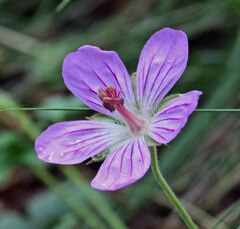Geranium viscosissimum