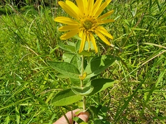 Silphium