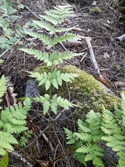 Dryopteris carthusiana