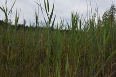 Phragmites australis americanus
