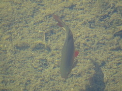 Scardinius erythrophthalmus