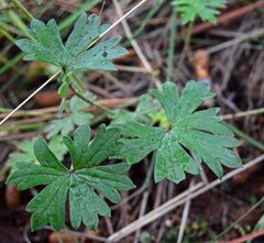 Geranium viscosissimum