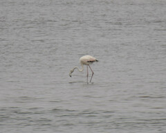 Phoenicopterus roseus