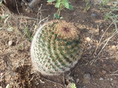 Mammillaria grusonii