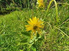 Silphium