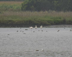 Phoenicopterus roseus