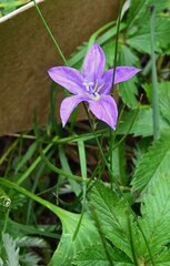 Campanula parryi