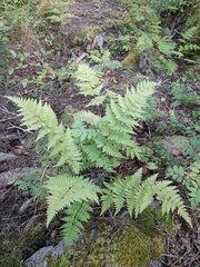 Dryopteris carthusiana
