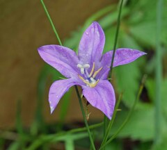Campanula parryi