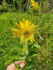 Silphium