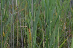 Phragmites australis americanus