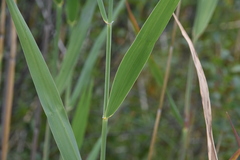 Phragmites australis americanus