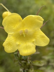 Aureolaria virginica