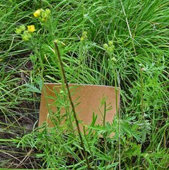 Potentilla pensylvanica