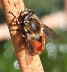 Polydontomyia curvipes