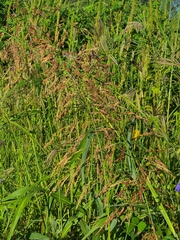 Sorghum halepense
